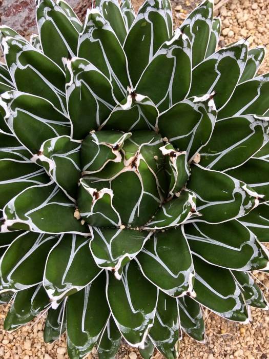 White-edged succulent