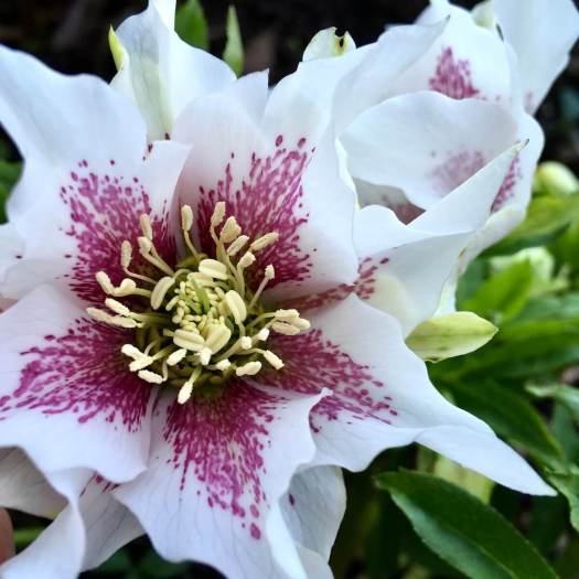 White hellebore with purple spotting in a star shape