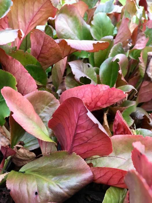 Bergenia leaves