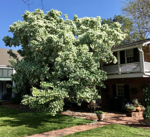 A large Chionanthus retusus (Chinese fringetree) growing beside a house