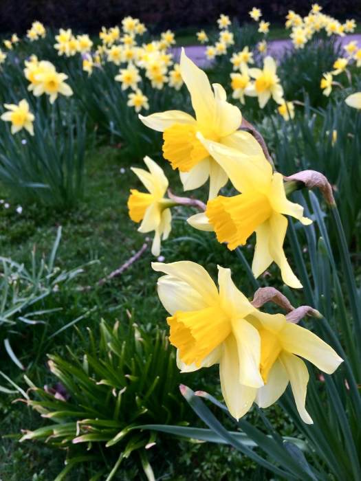 Daffodils