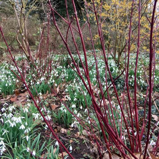 Dogwood stems, snowdrops and witch hazel