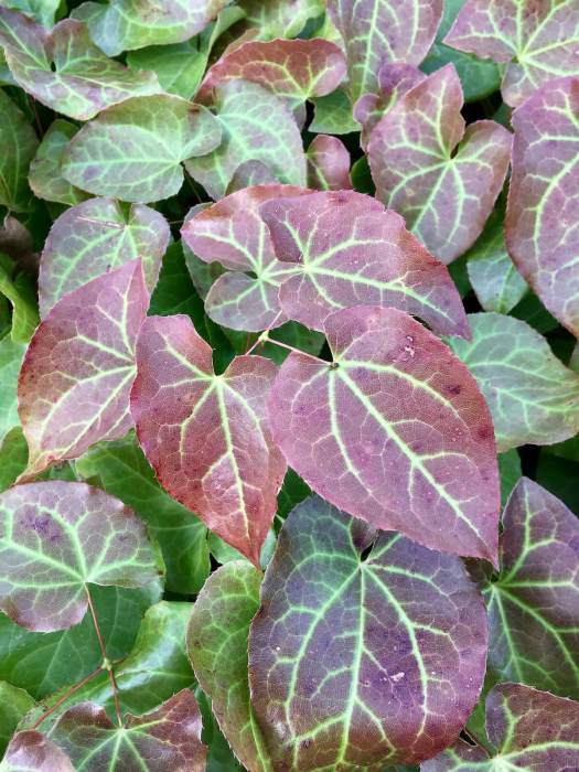 Epimedium leaves
