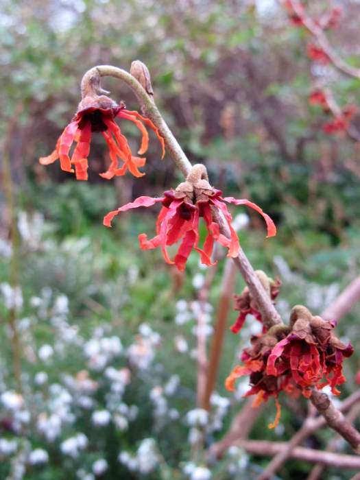 Hamamelis (witch hazel)