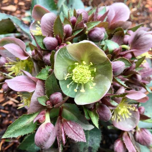 Helleborus x sternii Blackthorn Group