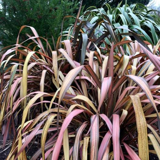 Variegated Phormium