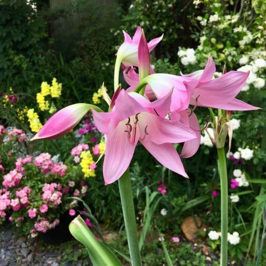 Pink crinum lily with roses and snapdragons