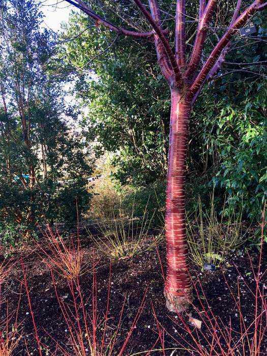 Prunus serrula (Tibetan cherry)