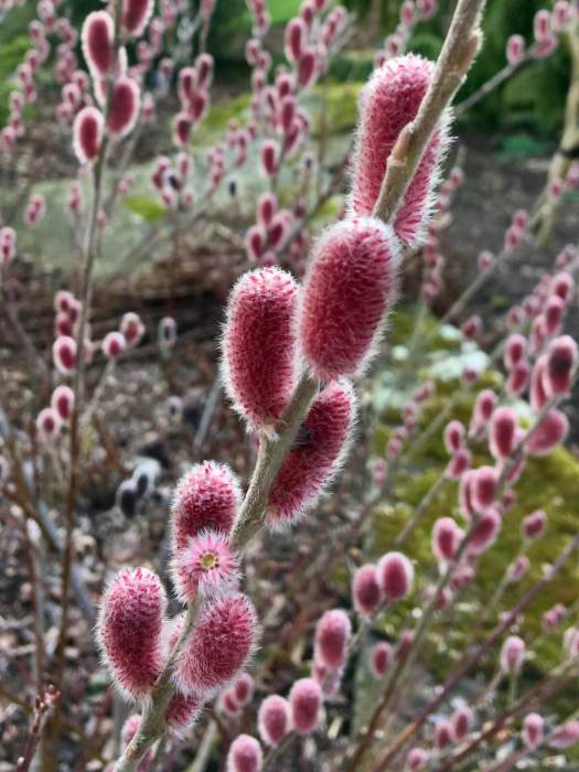 Salix gracilistyla 'Mount Aso'