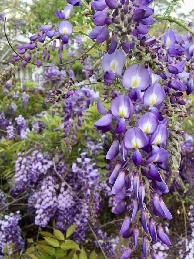 Wisteria, Flowering Three Weeks Early in Mississippi  Susan Rushton