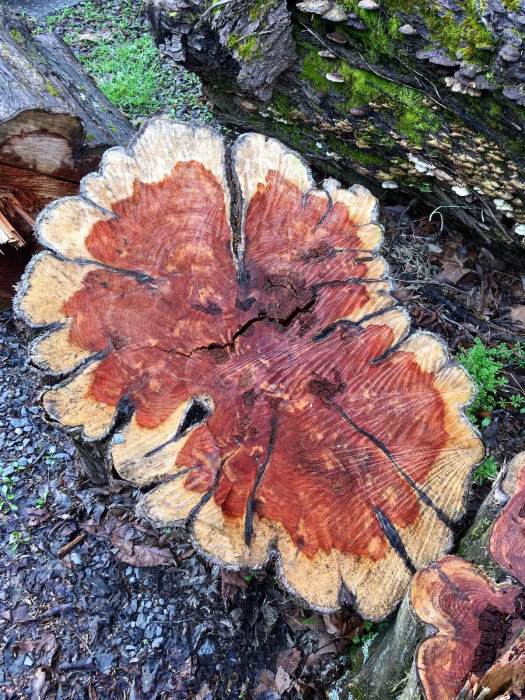 Cross section of mature tree showing heartwood