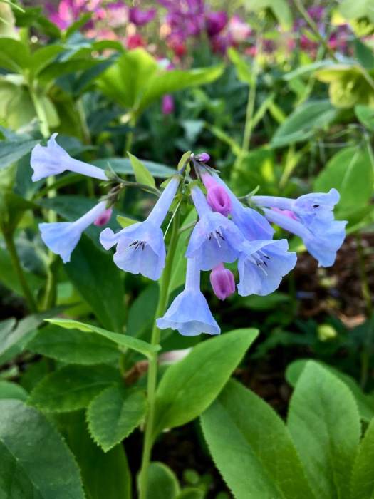 Mertensia virginica (Virginia cowslip)
