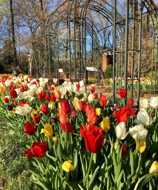 Tulips at the Dixon Gallery and Gardens, Memphis