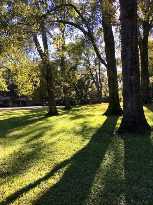 Backlit trees towards the end of a sunny day
