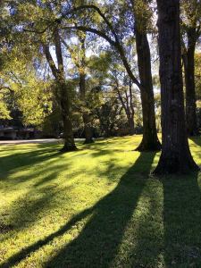 Backlit trees towards the end of a sunny day