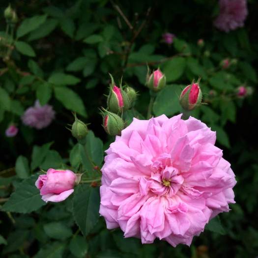 'Caldwell Pink' rose with buds