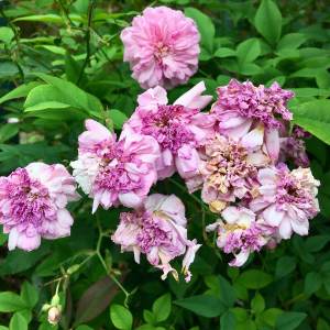 Rosa 'Caldwell Pink' flower withers to a darker colour