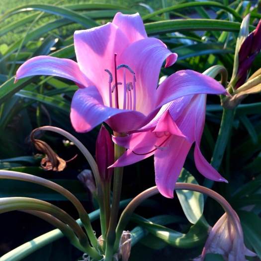 Pink crinums glow at dusk