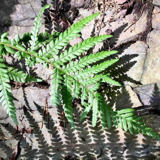 Fern and shadows