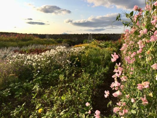 Lindisfarne flower garden