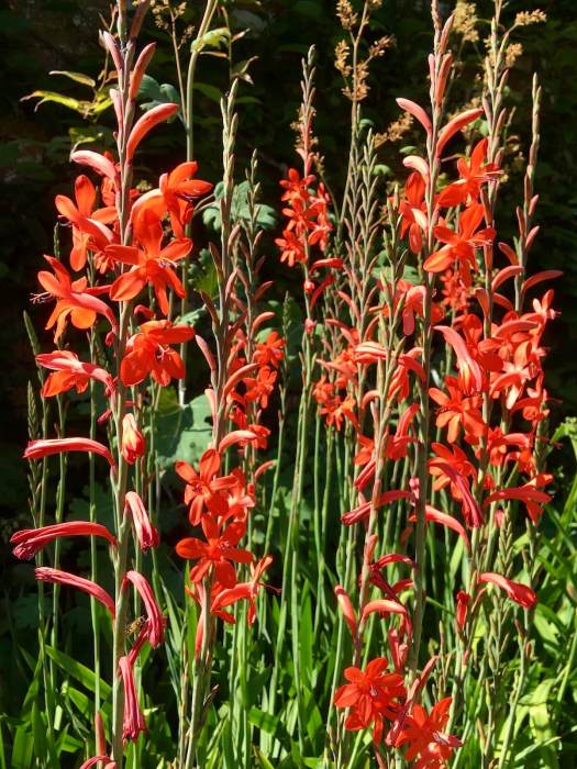 Orange flowers (Watsonia)