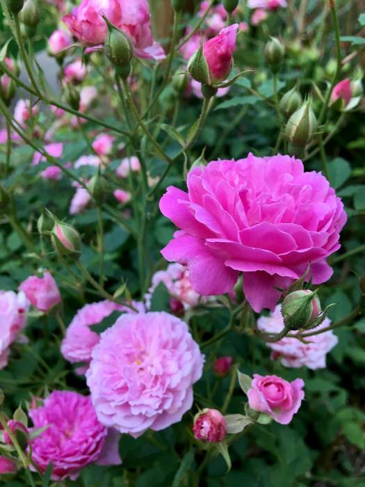Rosa 'Caldwell Pink' with lots of buds