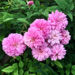 Rosa 'Caldwell Pink' flower cluster