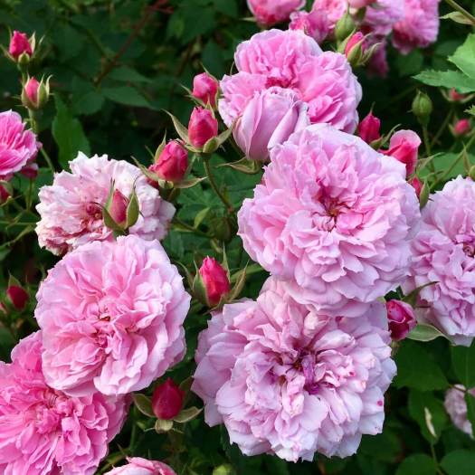 Rosa 'Caldwell Pink'