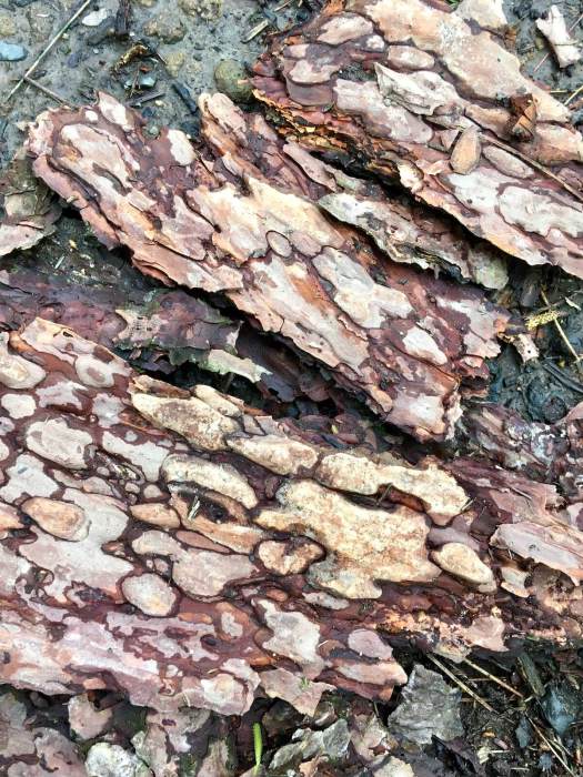 Fragments of bark with splotchy patterns