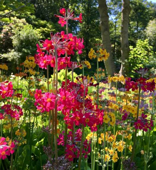 Group of candelabra primulas