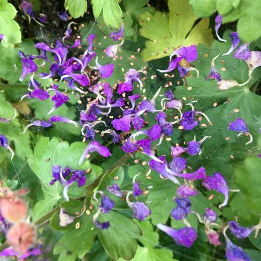 Geranium seeds and petals on a spider's web