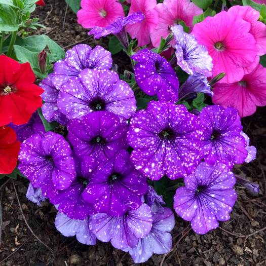 Purple petunia with white spots