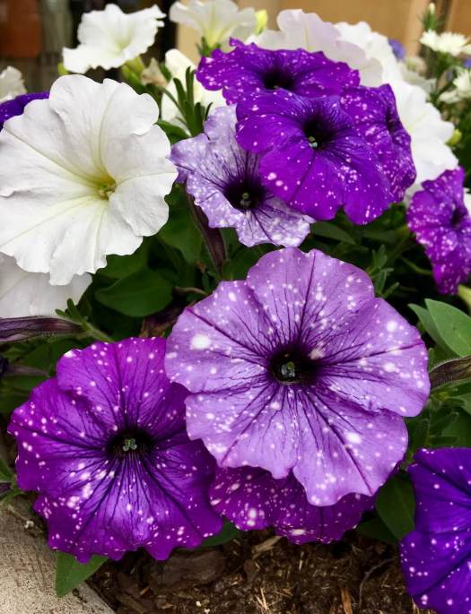 Purple petunia with darker veins and white spots