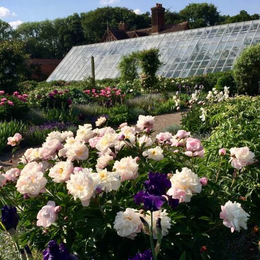 Peonies flowering by The Vinery Glasshouse, Arley Hall