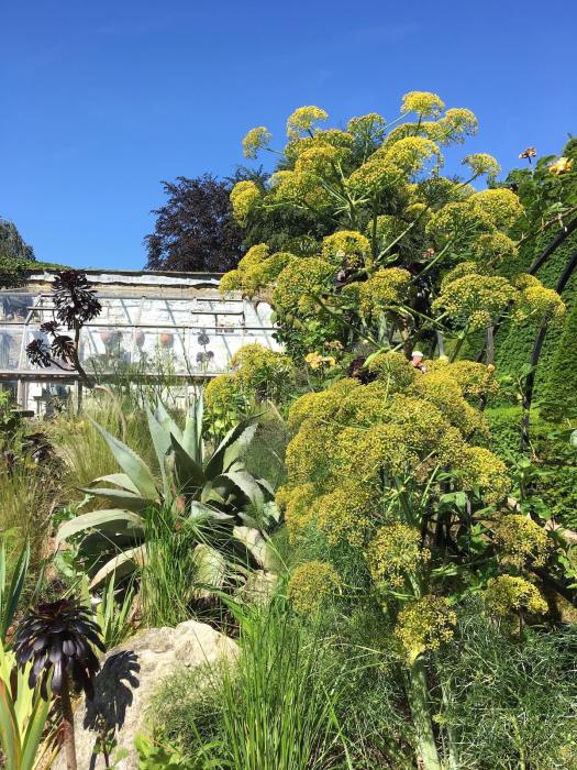 York Gate greenhouse behind towering flowers