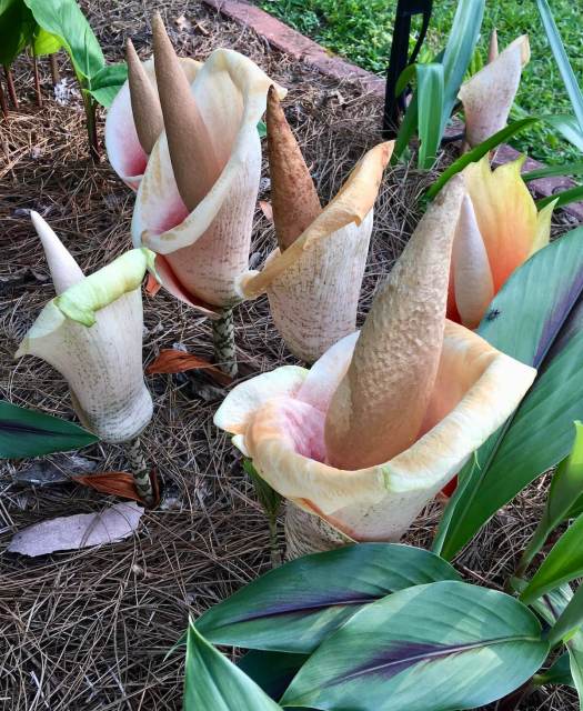 Group of Amorphophallus producing brown, spathe-type flowers