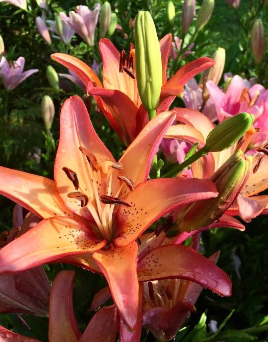 Apricot lilies with freckles and pinkish petal tips