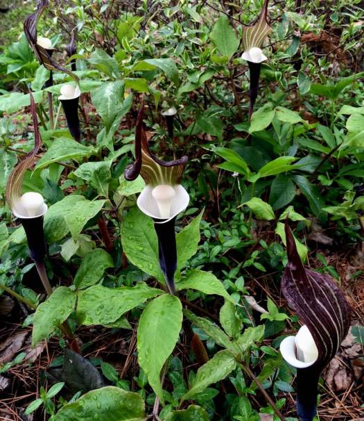 Arisaema sikokianum