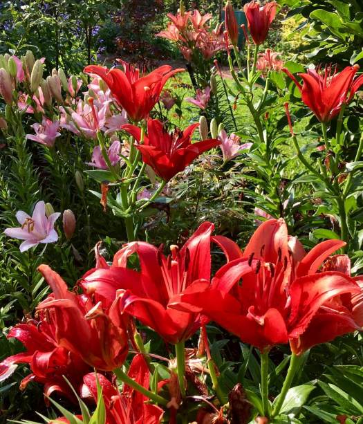 Asiatic lilies in shades of orange-red and pink