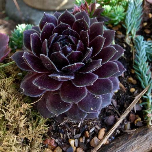 Black sempervivum