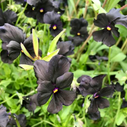 Black pansy