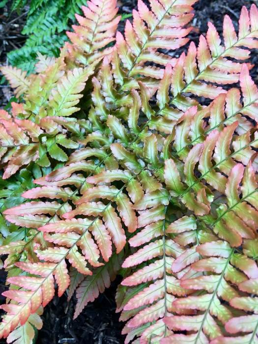 Fern in autumn colours in Bold Venture Park