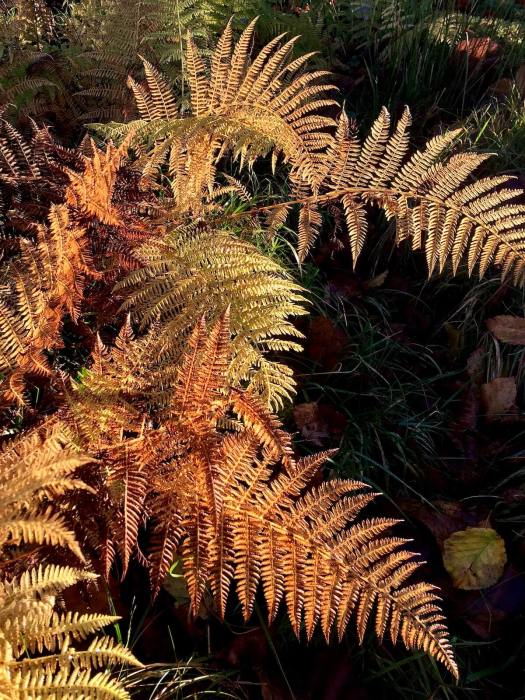 Bracken in autumn