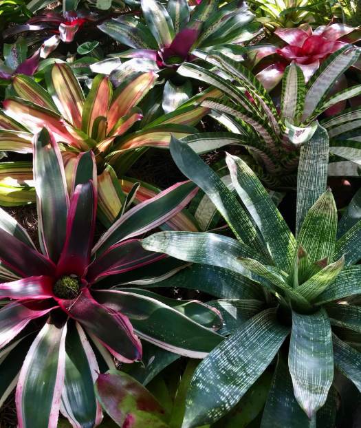 Bromeliad collection with differently striped leaves