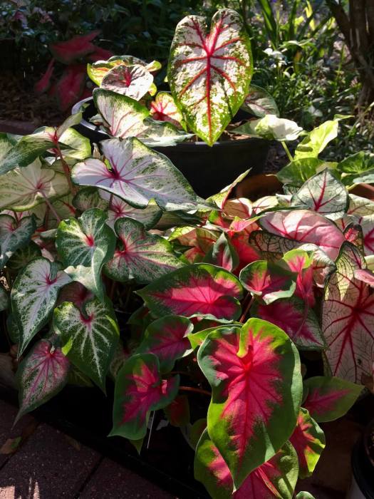 Caladium collection in dappled shade
