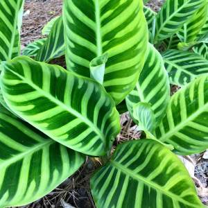 Calathea zebrina leaves have patterns of light and dark green