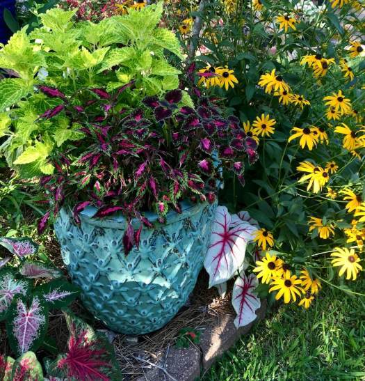 Coleus in a planter with yellow daisies