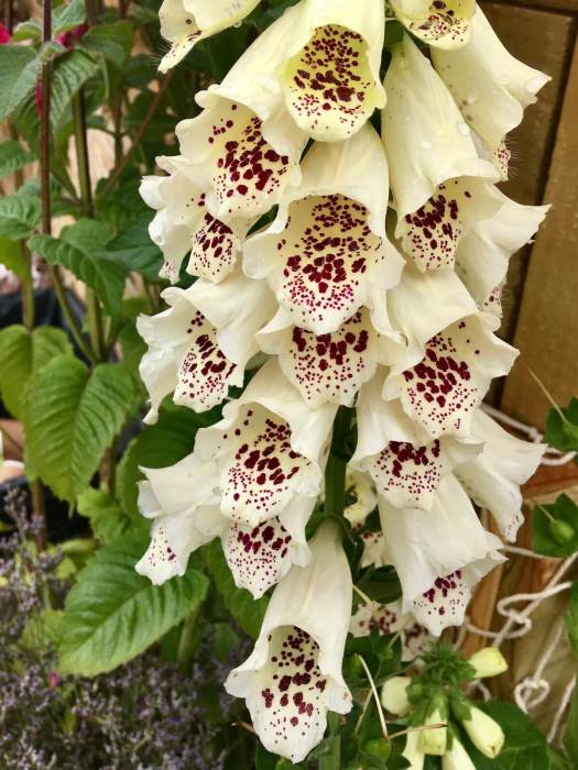 Cream foxglove with burgundy spotting