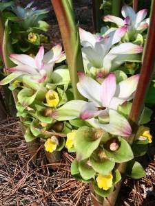 Curcuma sp. 'Red Herring'