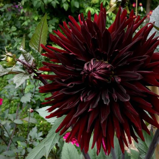 Dahlia 'Black Jack'